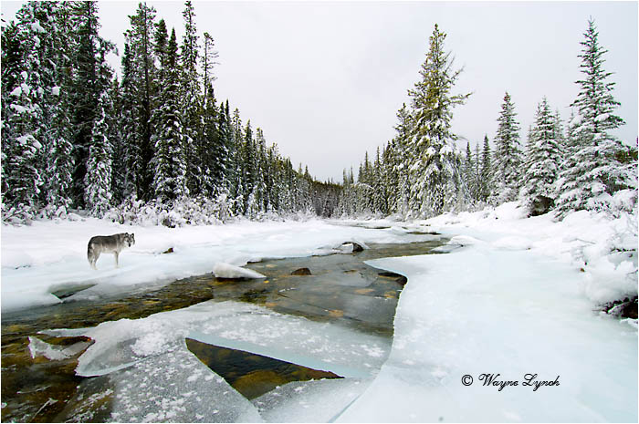 Wolf by Dr. Wayne Lynch &copy;